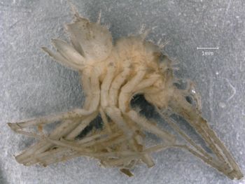 Media type: image; Invertebrate Zoology 151007